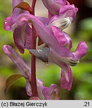 Corydalis cava (kokorycz pusta)