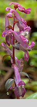 Corydalis cava (kokorycz pusta)