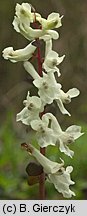 Corydalis cava (kokorycz pusta)