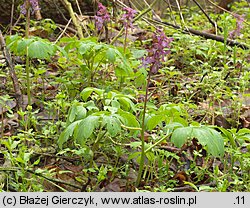 Corydalis cava (kokorycz pusta)