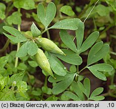 Corydalis intermedia (kokorycz wątła)