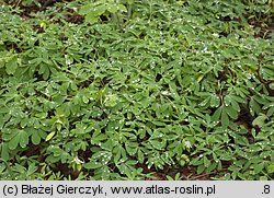 Corydalis pumila (kokorycz drobna)