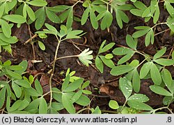 Corydalis pumila (kokorycz drobna)