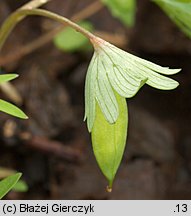 Corydalis pumila (kokorycz drobna)