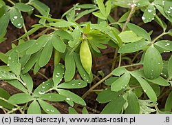 Corydalis pumila (kokorycz drobna)