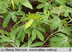 Corydalis pumila (kokorycz drobna)