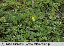 Corydalis pumila (kokorycz drobna)