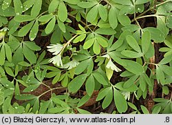 Corydalis pumila (kokorycz drobna)