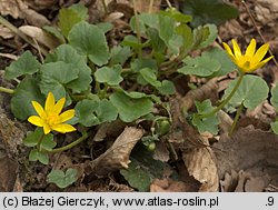 Ficaria verna (ziarnopłon wiosenny)