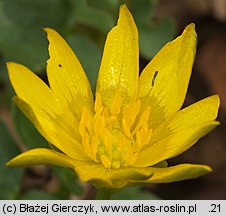 Ficaria verna (ziarnopłon wiosenny)