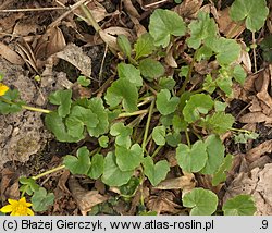 Ficaria verna (ziarnopłon wiosenny)