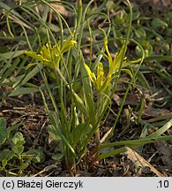 Gagea arvensis (złoć polna)