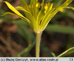 Gagea arvensis (złoć polna)