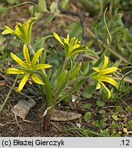 Gagea arvensis (złoć polna)