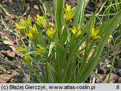 Gagea lutea (złoć żółta)