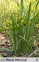 Gagea lutea (złoć żółta)