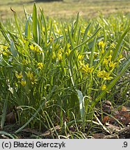 Gagea lutea (złoć żółta)