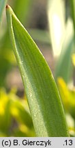 Gagea lutea (złoć żółta)