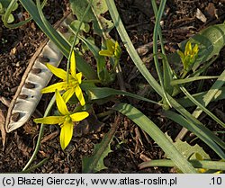 Gagea pratensis (złoć łąkowa)