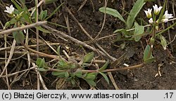 Holosteum umbellatum (mokrzycznik baldaszkowy)