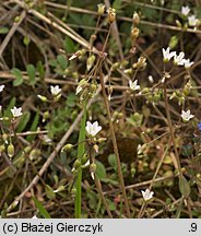 Holosteum umbellatum (mokrzycznik baldaszkowy)