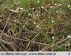 Holosteum umbellatum (mokrzycznik baldaszkowy)