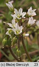 Holosteum umbellatum (mokrzycznik baldaszkowy)