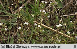 Holosteum umbellatum (mokrzycznik baldaszkowy)