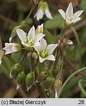 Holosteum umbellatum (mokrzycznik baldaszkowy)