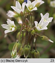 Holosteum umbellatum (mokrzycznik baldaszkowy)