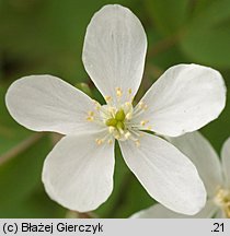 Isopyrum thalictroides (zdrojówka rutewkowata)