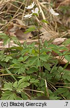 Isopyrum thalictroides (zdrojówka rutewkowata)