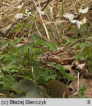 Isopyrum thalictroides (zdrojówka rutewkowata)