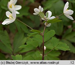 Isopyrum thalictroides (zdrojówka rutewkowata)