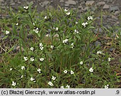 Lithospermum arvense (nawrot polny)