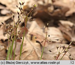 Luzula pilosa (kosmatka owłosiona)