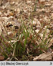 Luzula pilosa (kosmatka owłosiona)