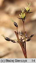 Luzula pilosa (kosmatka owłosiona)