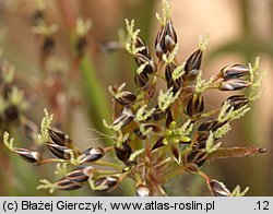 Luzula pilosa (kosmatka owłosiona)