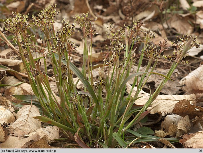 Luzula pilosa (kosmatka owłosiona)