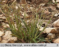 Luzula pilosa (kosmatka owłosiona)