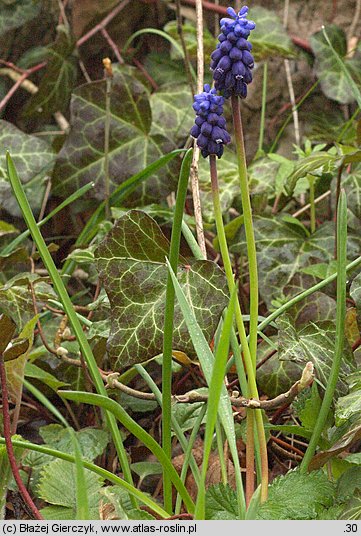 Muscari neglectum (szafirek groniasty)