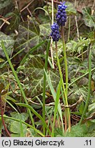 Muscari neglectum (szafirek groniasty)