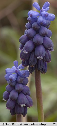 Muscari neglectum (szafirek groniasty)