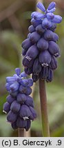 Muscari neglectum (szafirek groniasty)