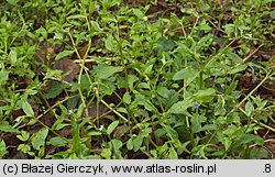 Omphalodes scorpioides (ułudka leśna)