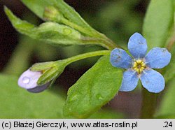 Omphalodes scorpioides (ułudka leśna)