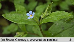 Omphalodes scorpioides (ułudka leśna)