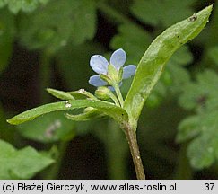 Omphalodes scorpioides (ułudka leśna)