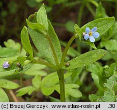 Omphalodes scorpioides (ułudka leśna)